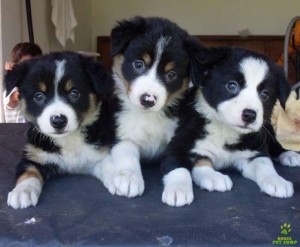 border-collie-2