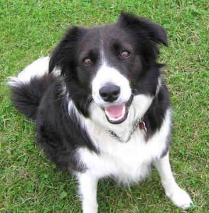 border-collie-3
