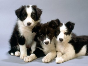 border-collie-4