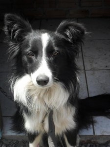border-collie-5