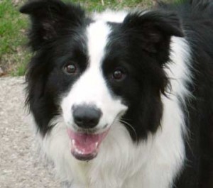 border-collie-7