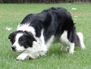 border-collie-8