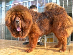 Mastiff Tibetano